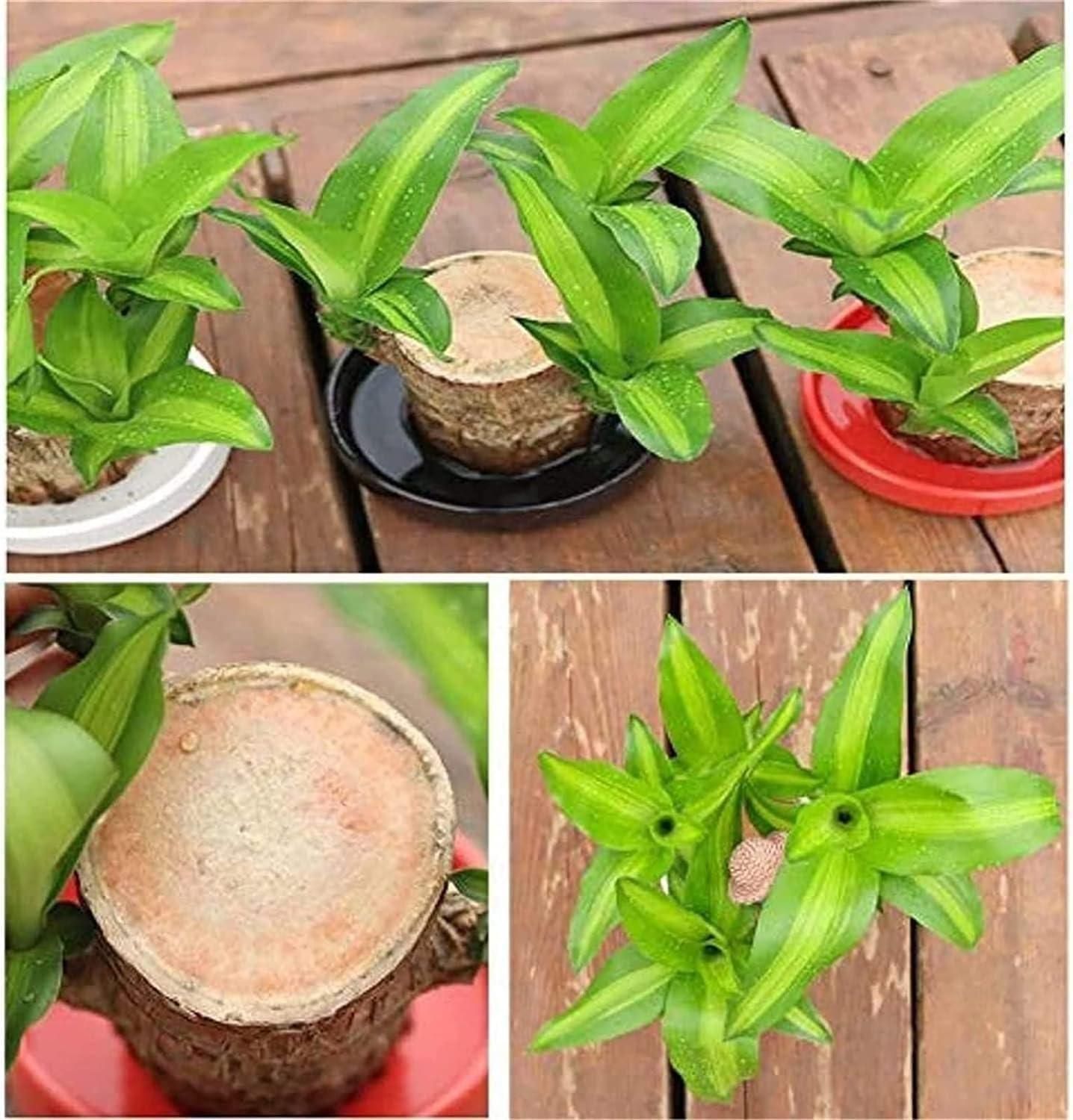 🌿 Brazilian Lucky Wood Plant with Monk | Brings Good Luck & Positive Vibes