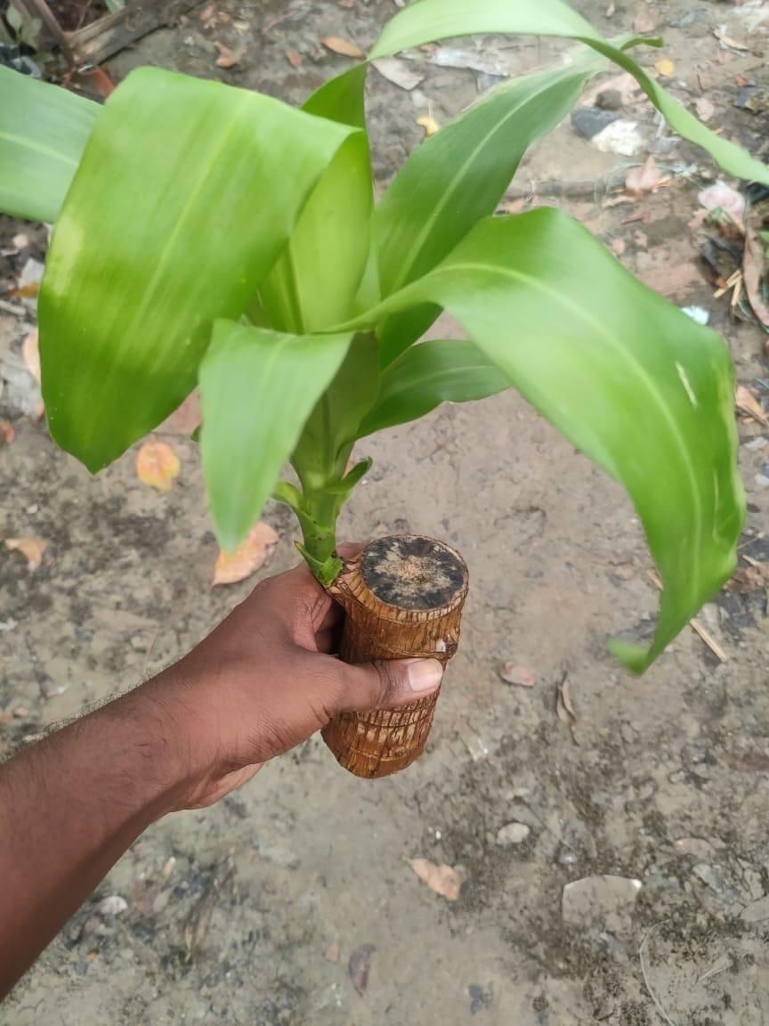 🌿 Brazilian Lucky Wood Plant with Monk | Brings Good Luck & Positive Vibes