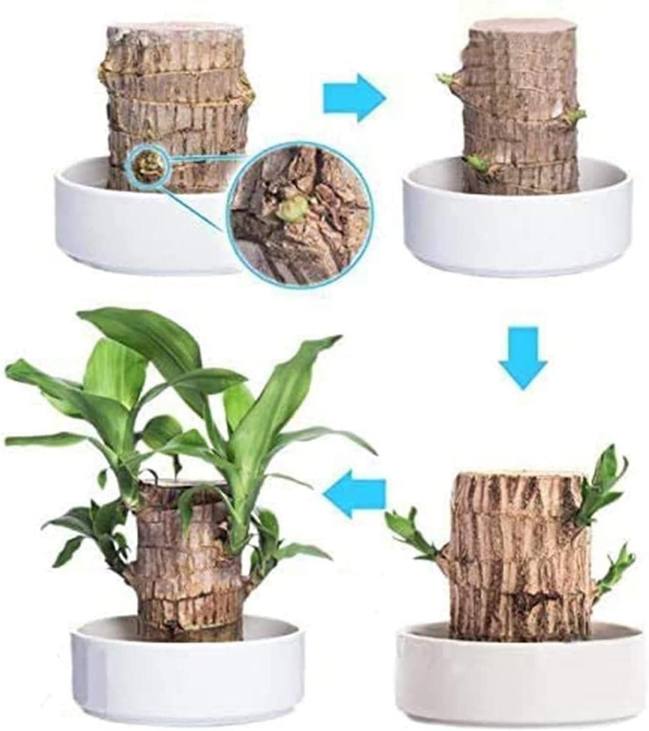 🌿 Brazilian Lucky Wood Plant with Monk | Brings Good Luck & Positive Vibes