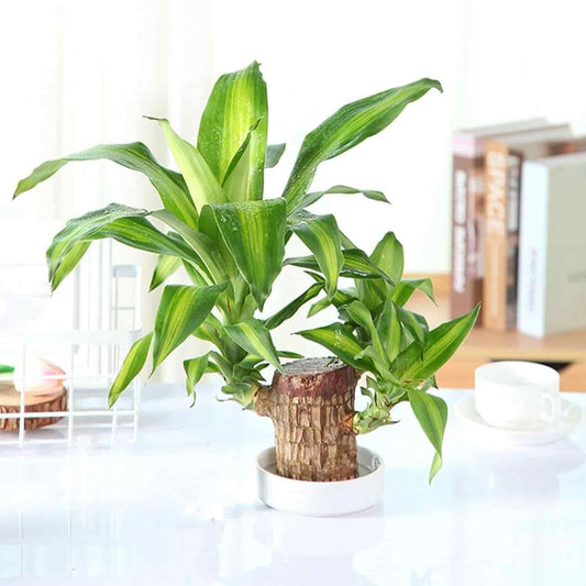 🌿 Brazilian Lucky Wood Plant with Monk  | Brings Good Luck & Positive Vibes