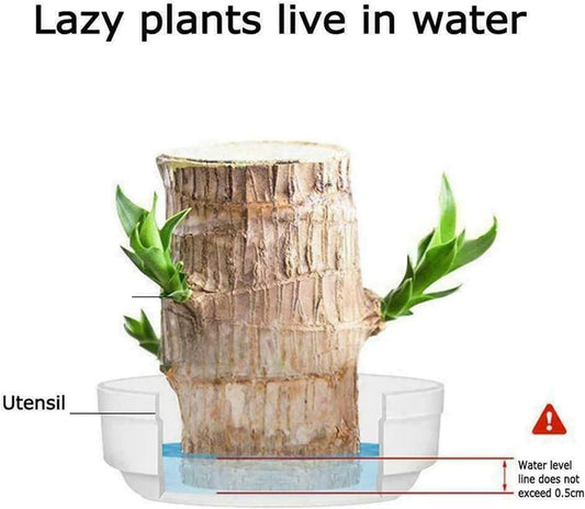 🌿 Brazilian Lucky Wood Plant with Monk  | Brings Good Luck & Positive Vibes